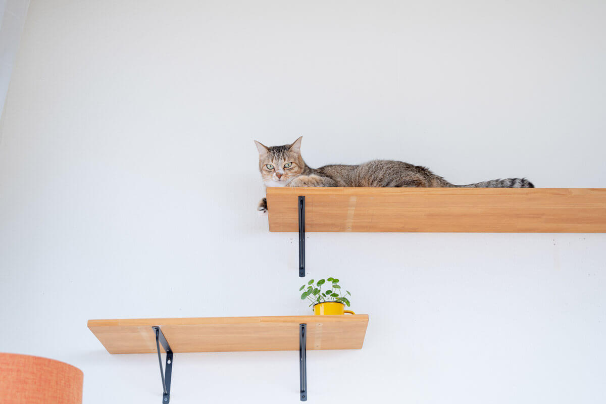 キャットウォークでリラックスして偉そうにしているキジトラ猫